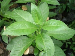 Daun Ashitaba yang Penuh Manfaat Dalam Ramuan Minyak Kutus Kutus