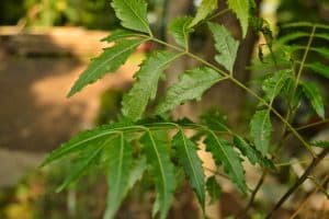 Manfaat Tanaman Herbal Daun Intaran Dalam Minyak Kutus-Kutus