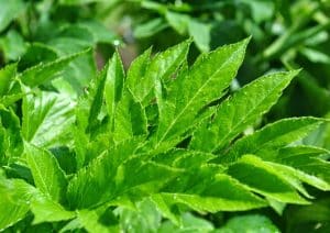 Manfaat dari Kandungan Ashitaba di Minyak Kutus Kutus