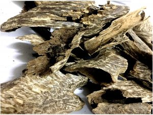 Temukan Manfaat Kayu Gaharu Bersama Agen Kutus Kutus Palembang