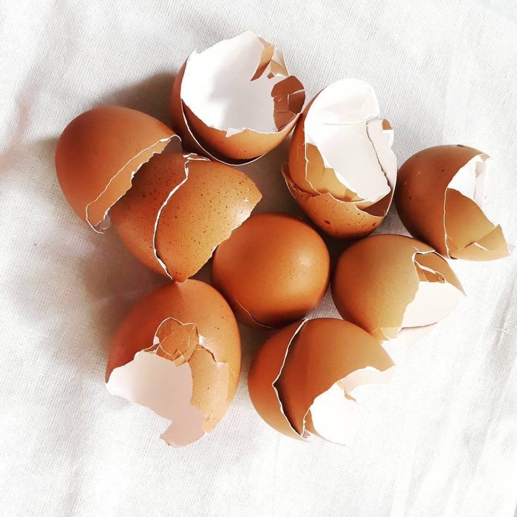 Catat ! Ini dia Beragam Kegunaan dari Kulit Telur untuk Kesehatan