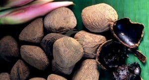 Tak Banyak yang Tahu Ini Manfaat Kluwek untuk Kesehatan