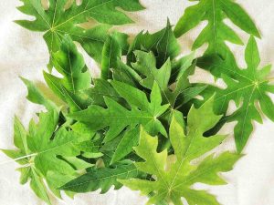 Manfaat Daun Pepaya yang Baik untuk Kesehatan