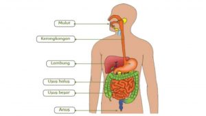 Pelihara Organ Pencernaan dengan Tips Ini