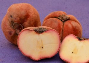 Kegunaan Buah Mentega Untuk Kesehatan Tubuh